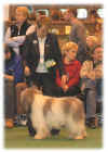Stubbis Crufts 2005 - 12.jpg (24433 bytes)