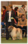 Stubbis Crufts 2005 - 4.jpg (24517 bytes)