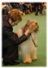 Stubbis Crufts 2005 - 7.jpg (19512 bytes)