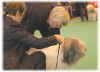 Stubbis Crufts 2005 - 8.jpg (18172 bytes)