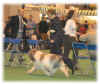 Stubbis Crufts 2005 - 9.jpg (24344 bytes)