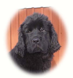 Schimo's Ooh-La-La  - Smilla 13 veckor